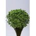 STAR FLOWERS Basil 12" (BULK)-